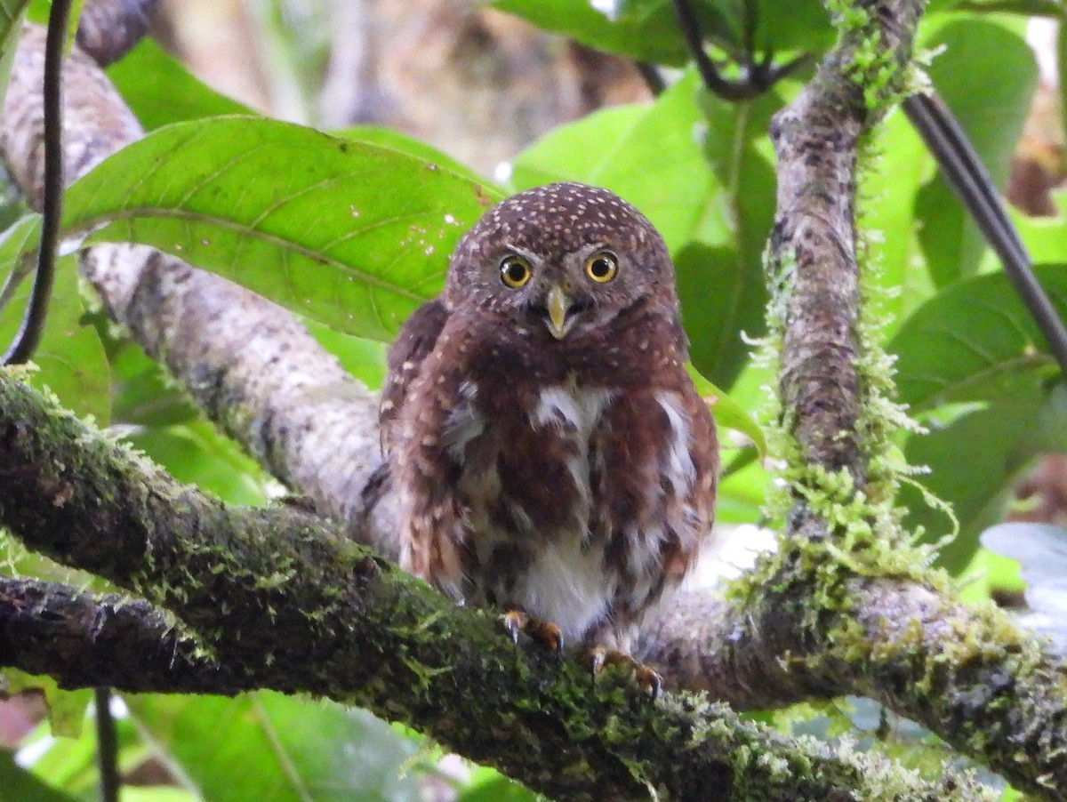 Сичик-горобець коста-риканський - ML644357541