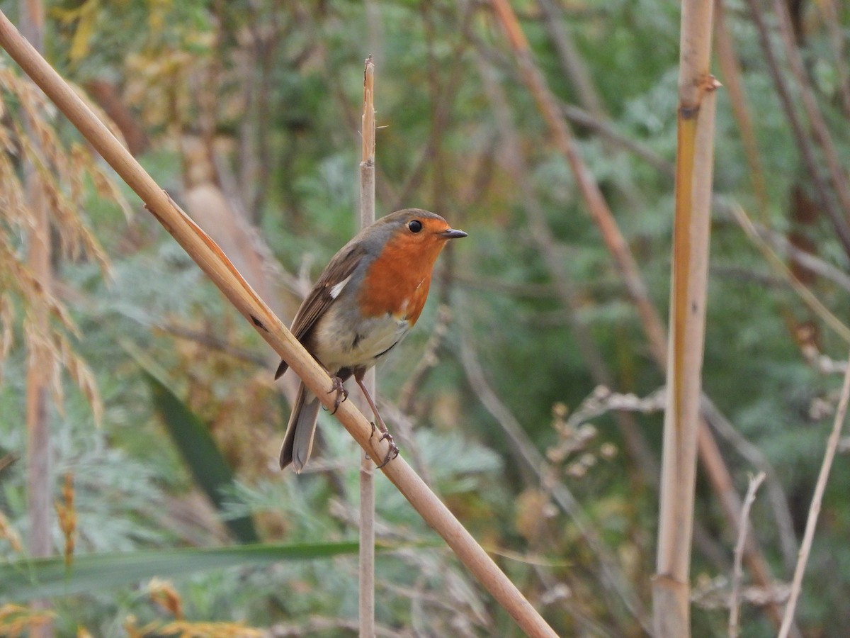 European Robin - ML644357544