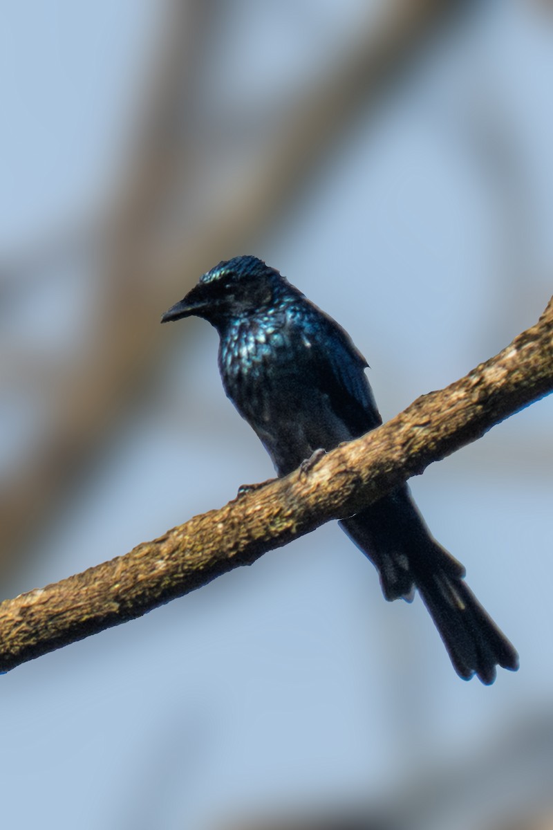 Bronzed Drongo - ML644357545