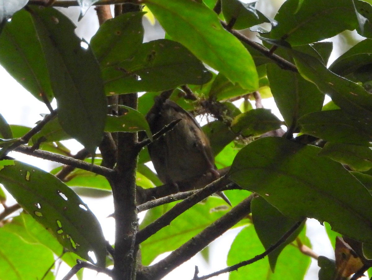 střízlík vysočinný - ML644357546