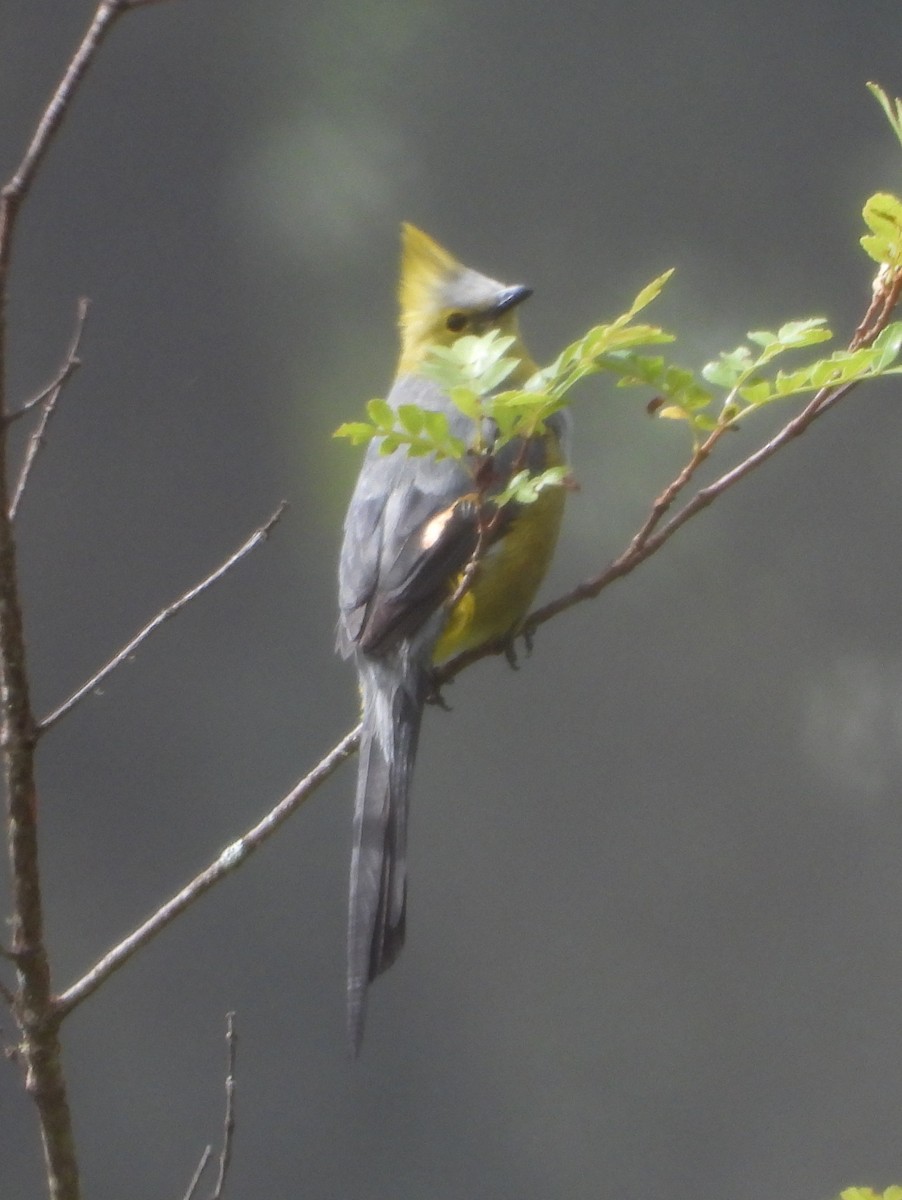 Чубак довгохвостий - ML644357555