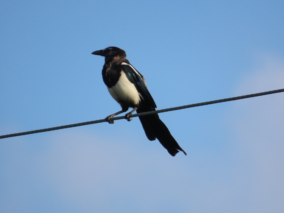 Oriental Magpie - ML644357558