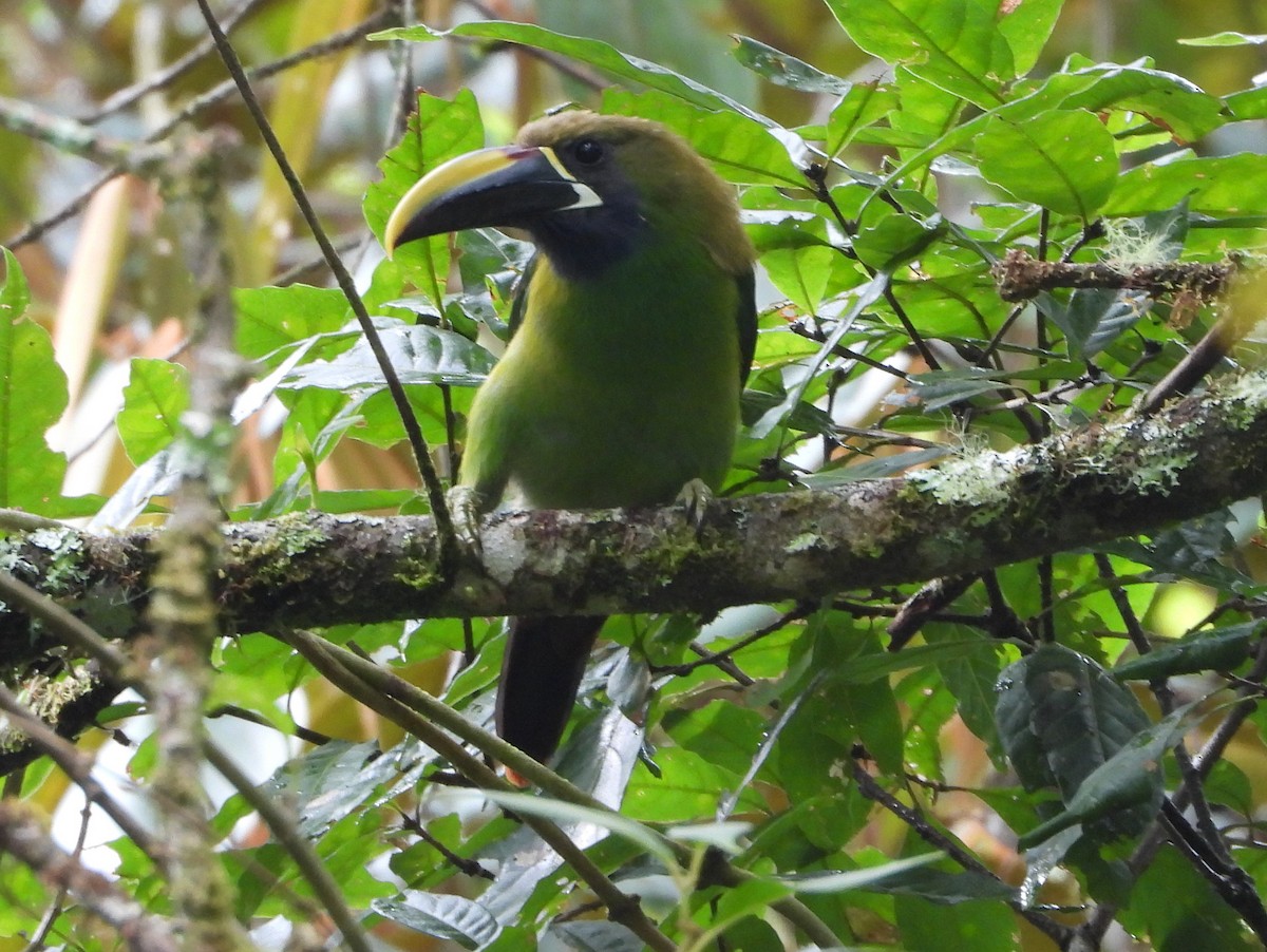 Тукан оливковоголовий - ML644357561