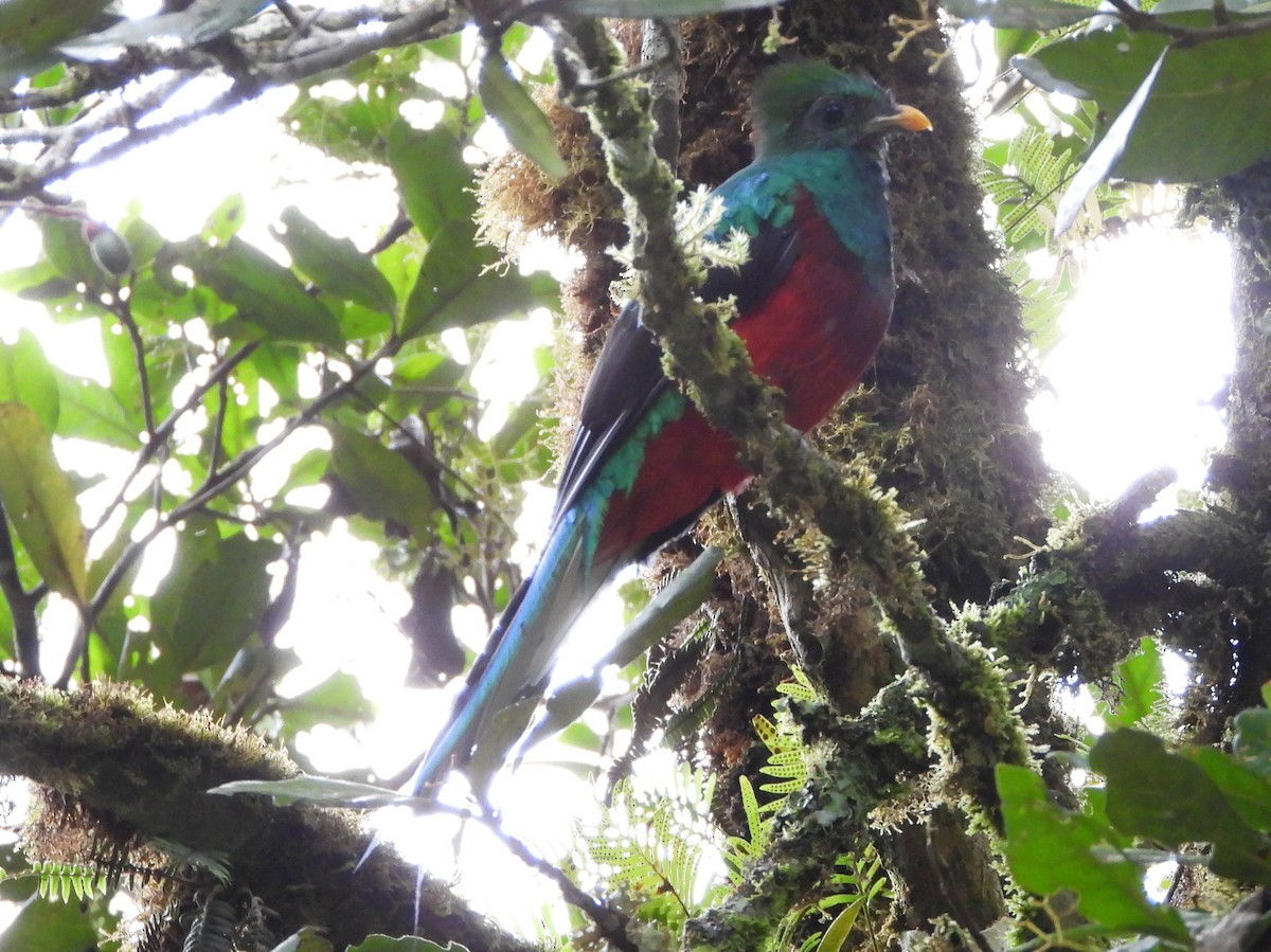 Кецаль довгохвостий - ML644357568