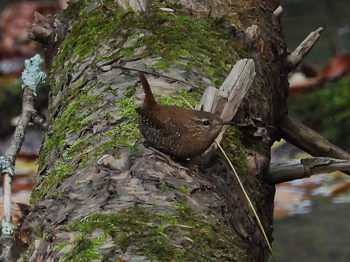 Winter Wren - ML644357569