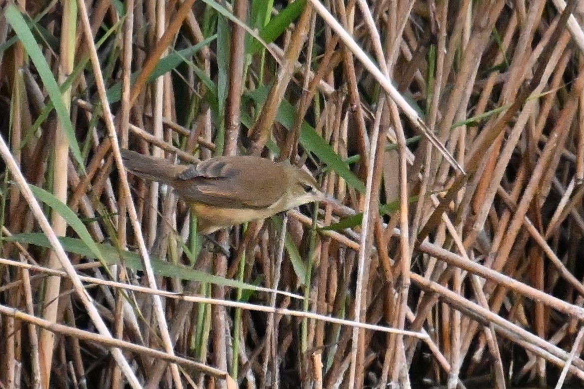 Дорнын охил бялзуухай - ML644357570