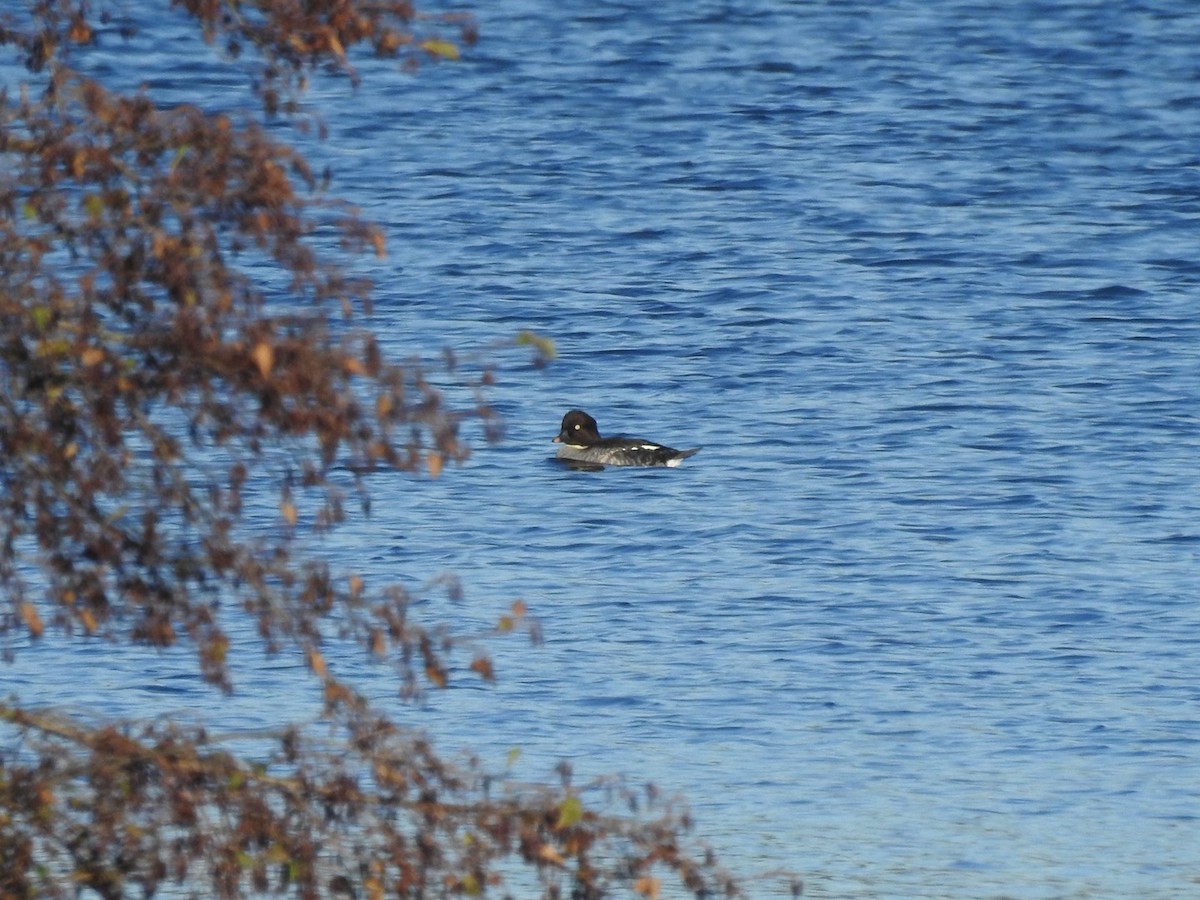 Гоголь - ML644357574