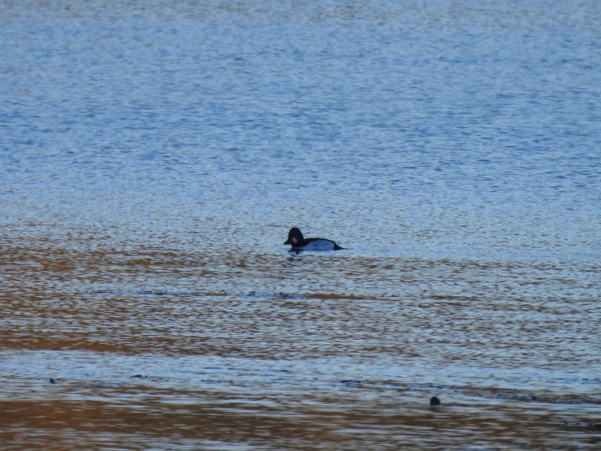 Гоголь - ML644357575