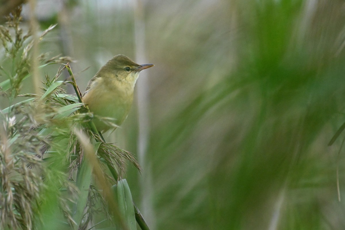 Дорнын охил бялзуухай - ML644357577