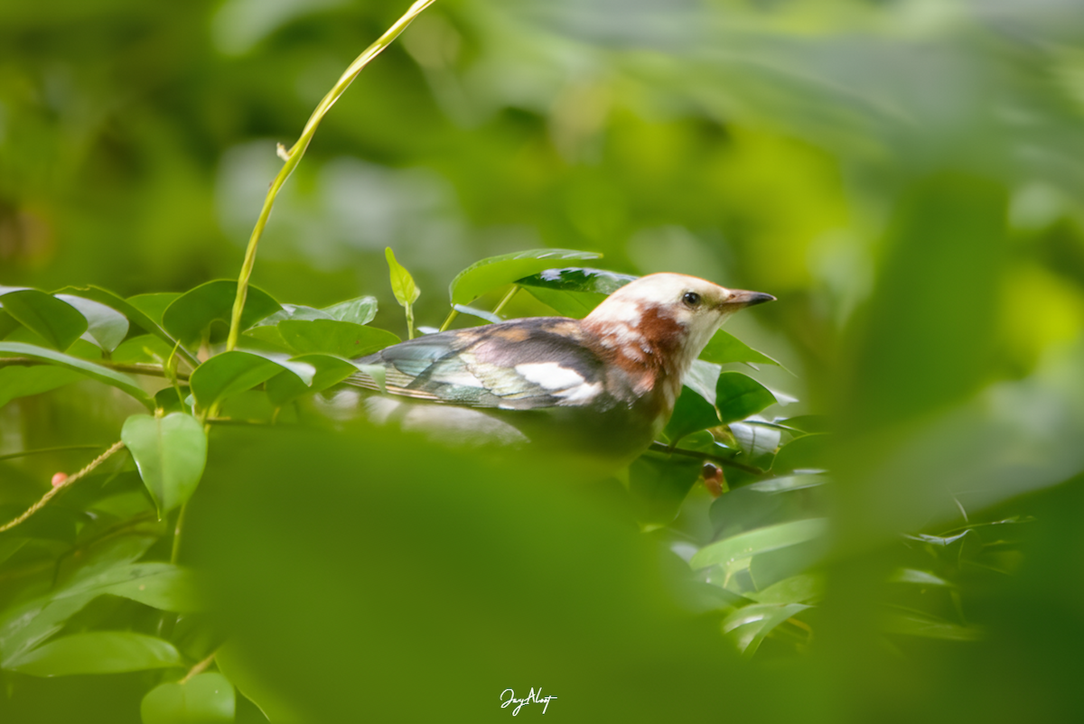 Chestnut-cheeked Starling - ML644357593