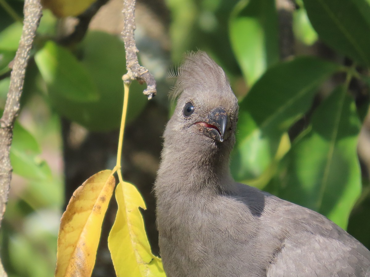 Gray Go-away-bird - ML644357594