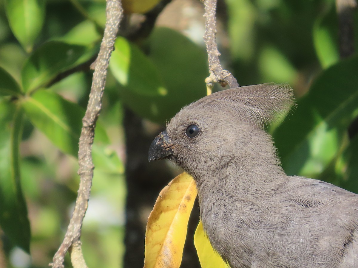 Gray Go-away-bird - ML644357595