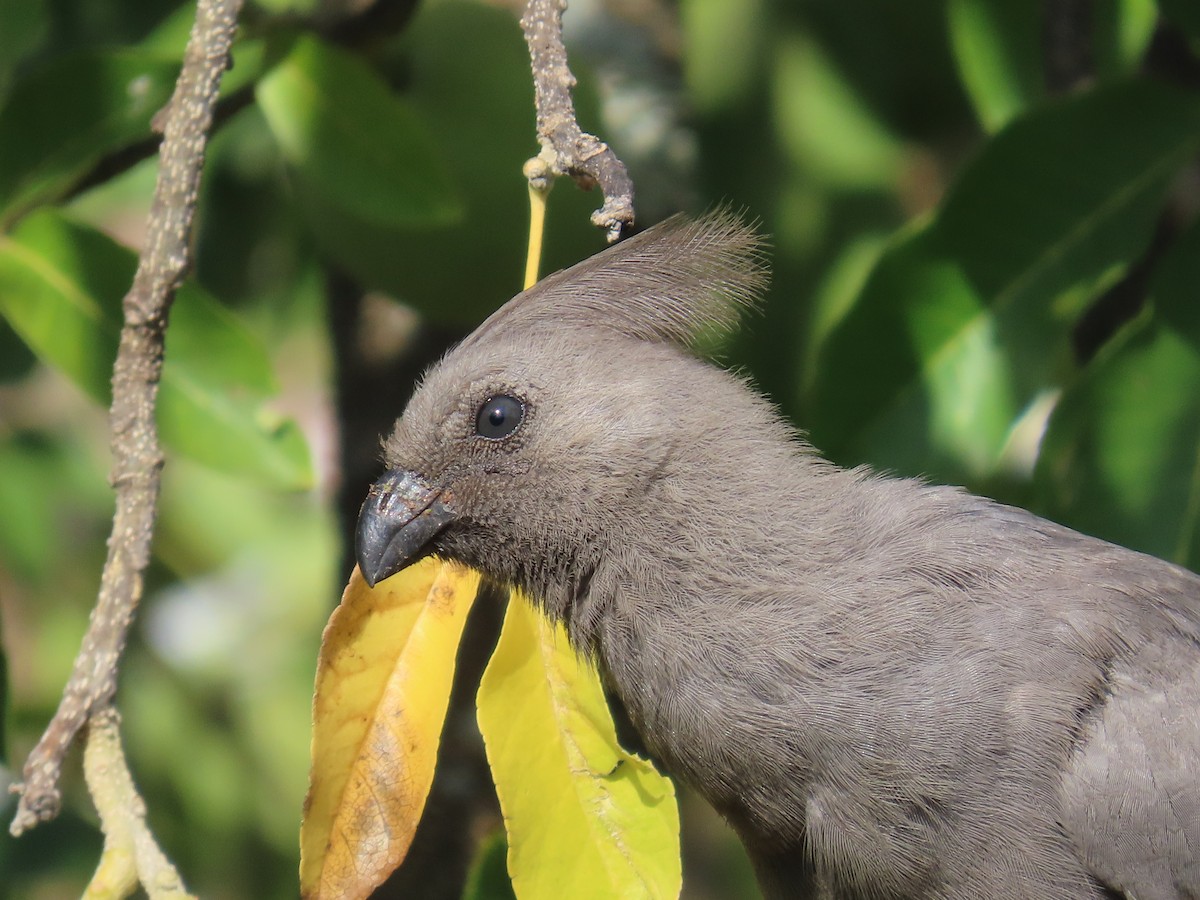 Gray Go-away-bird - ML644357596