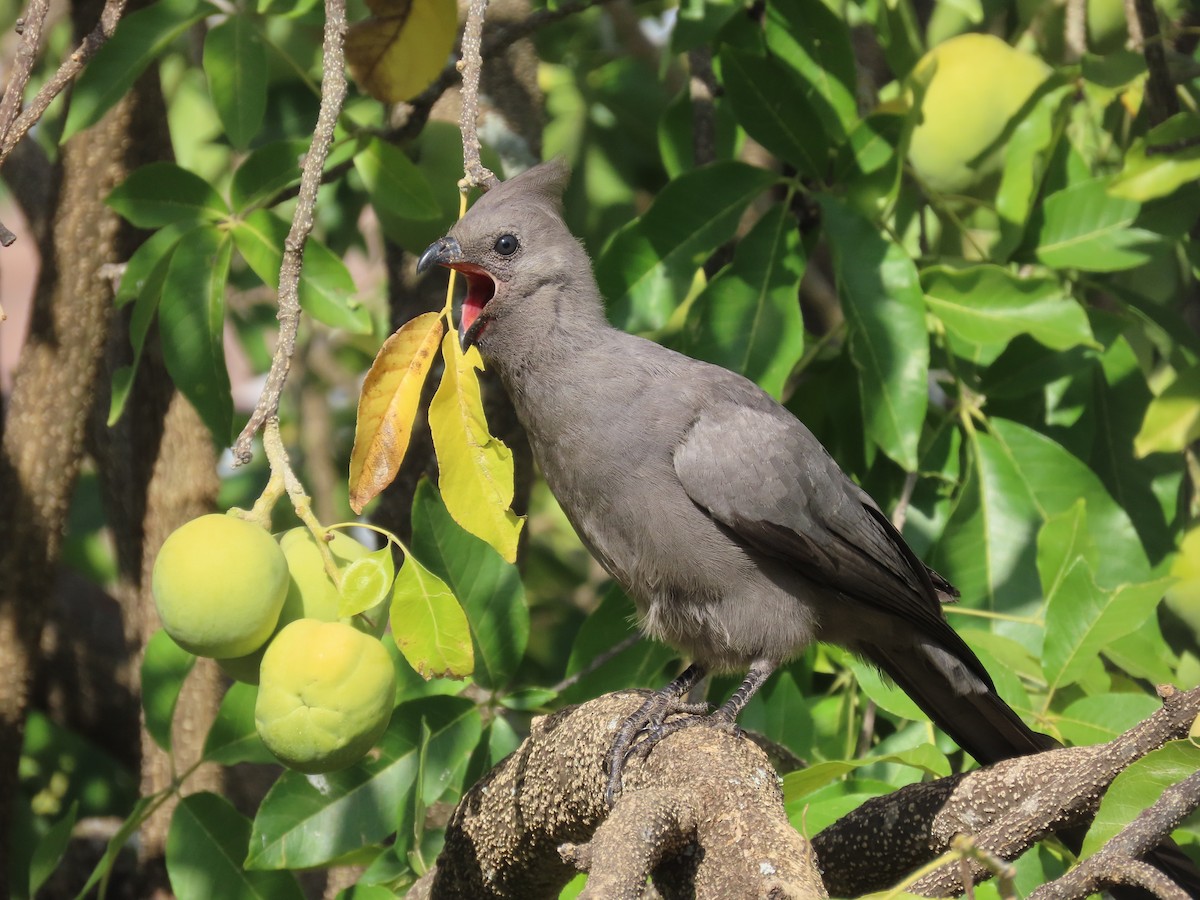 Gray Go-away-bird - ML644357598