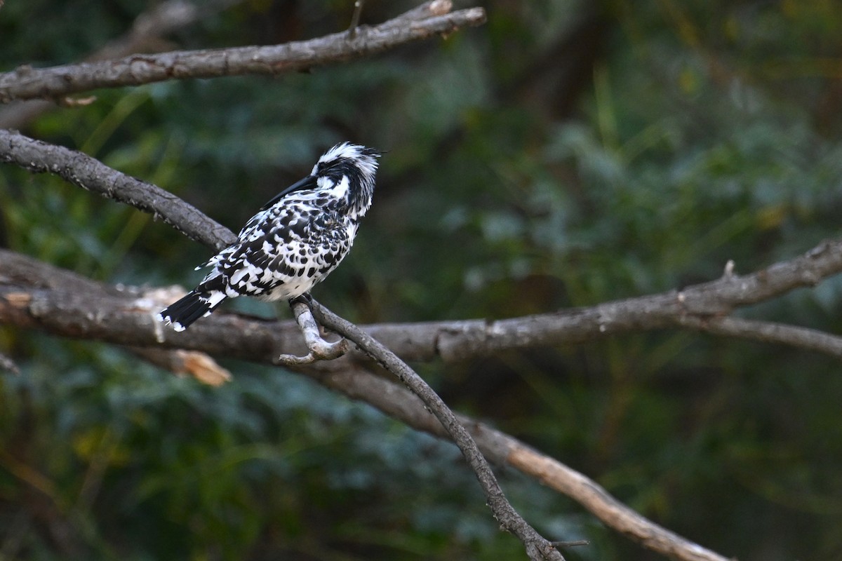 Рибалочка строкатий - ML644357600