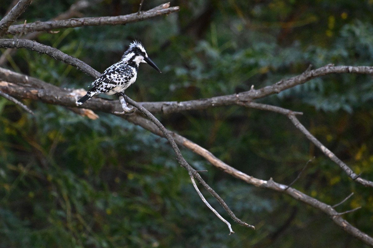 Рибалочка строкатий - ML644357601