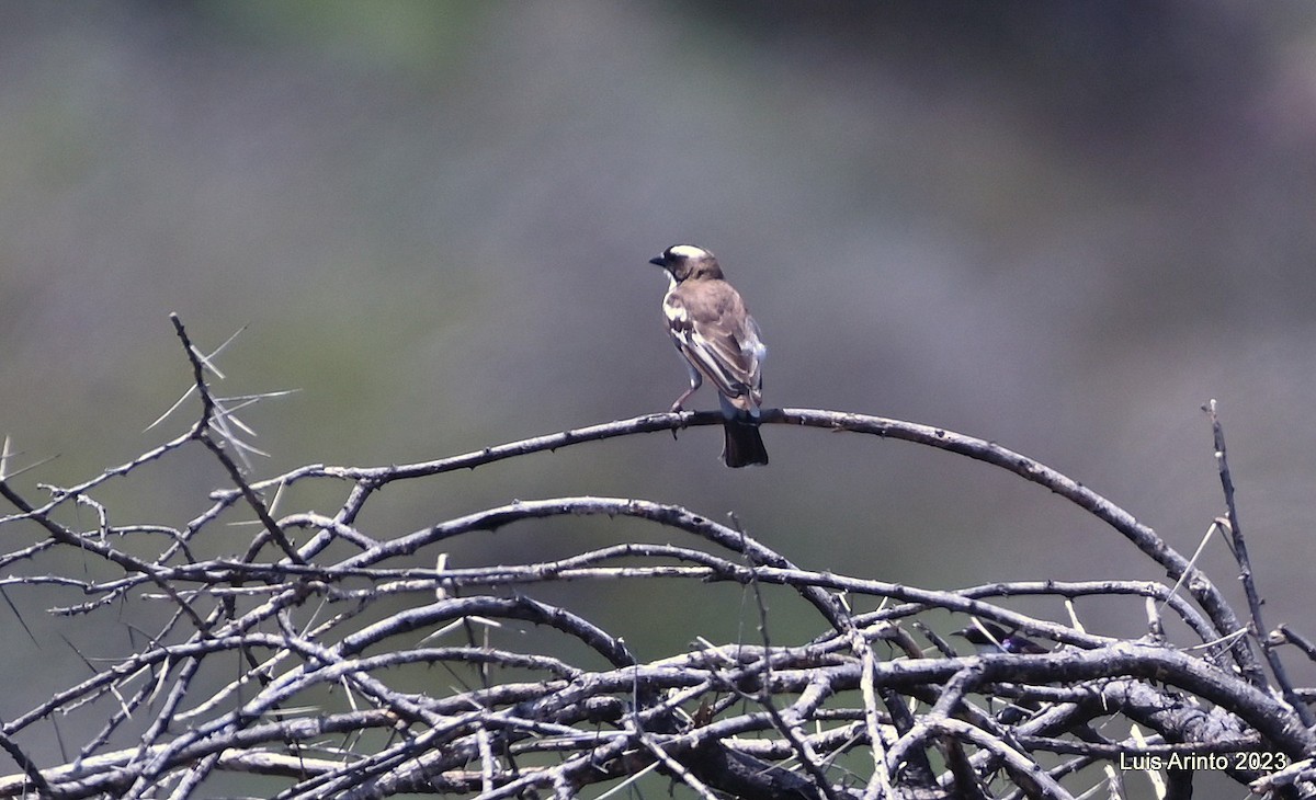 Weißbrauenweber - ML644357622