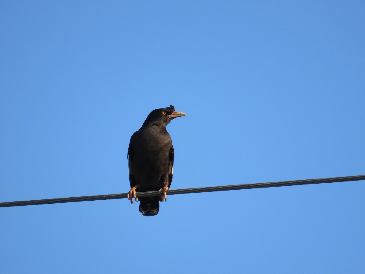 Crested Myna - ML644357629