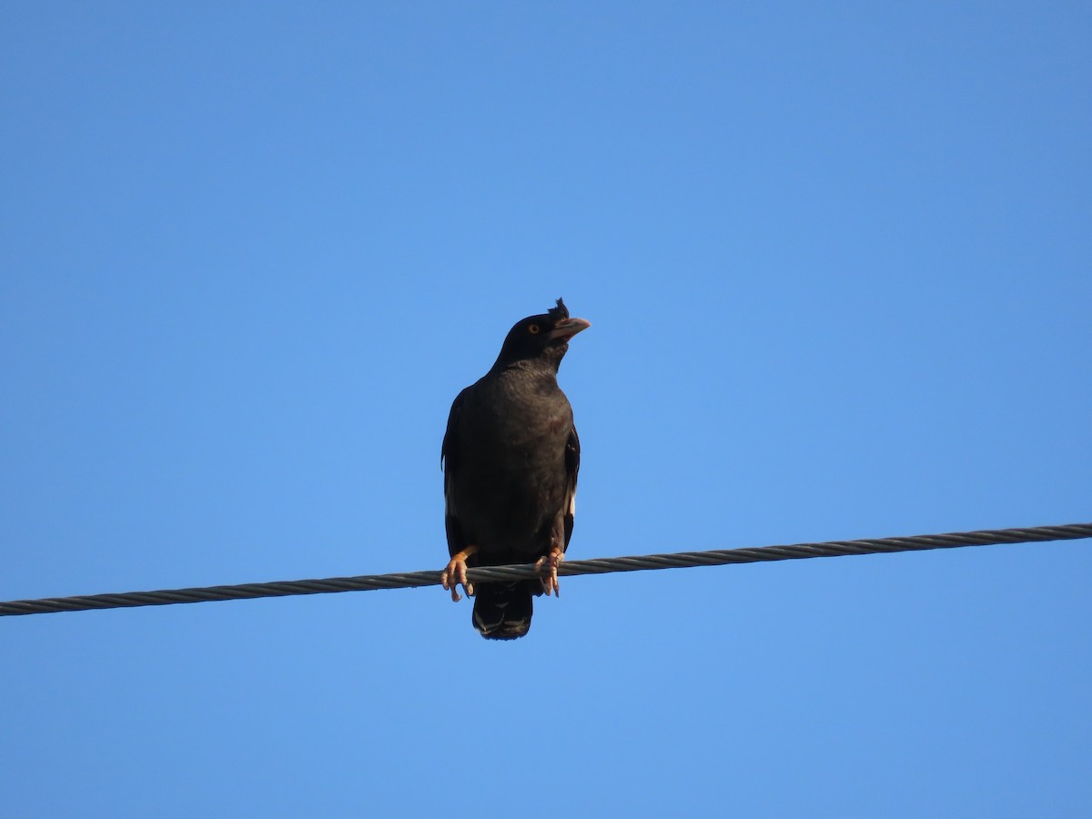 Crested Myna - ML644357630