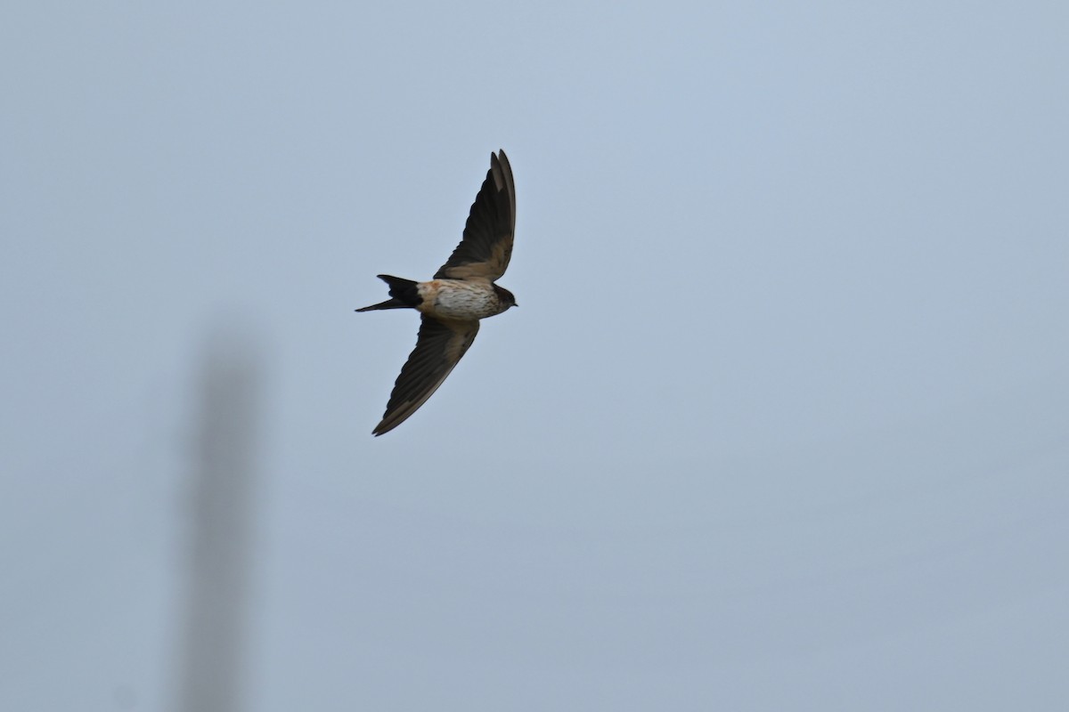 Eastern Red-rumped Swallow (Daurian) - ML644357633