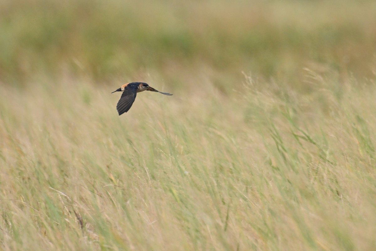 Eastern Red-rumped Swallow (Daurian) - ML644357634