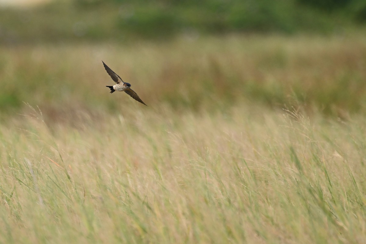 Eastern Red-rumped Swallow (Daurian) - ML644357635