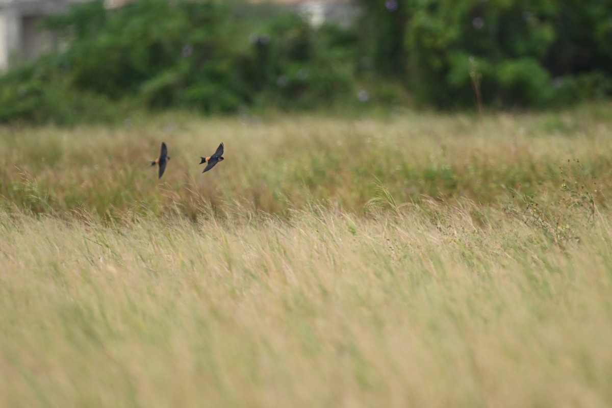 Eastern Red-rumped Swallow (Daurian) - ML644357636