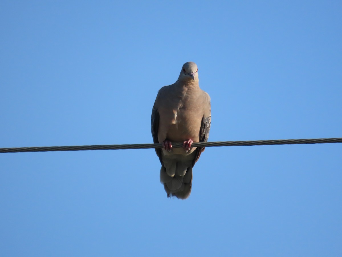 Oriental Turtle-Dove - ML644357644