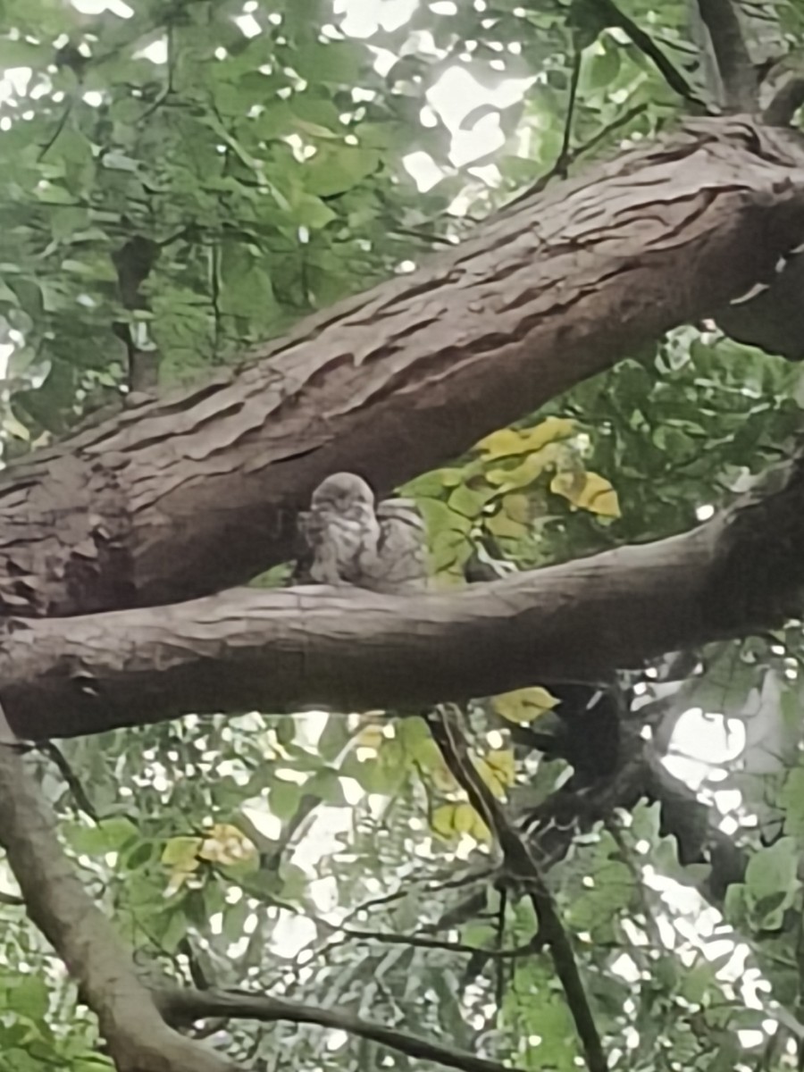 tempelugle - ML644357656