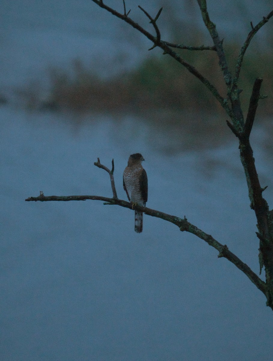 Cooper's Hawk - ML644357676