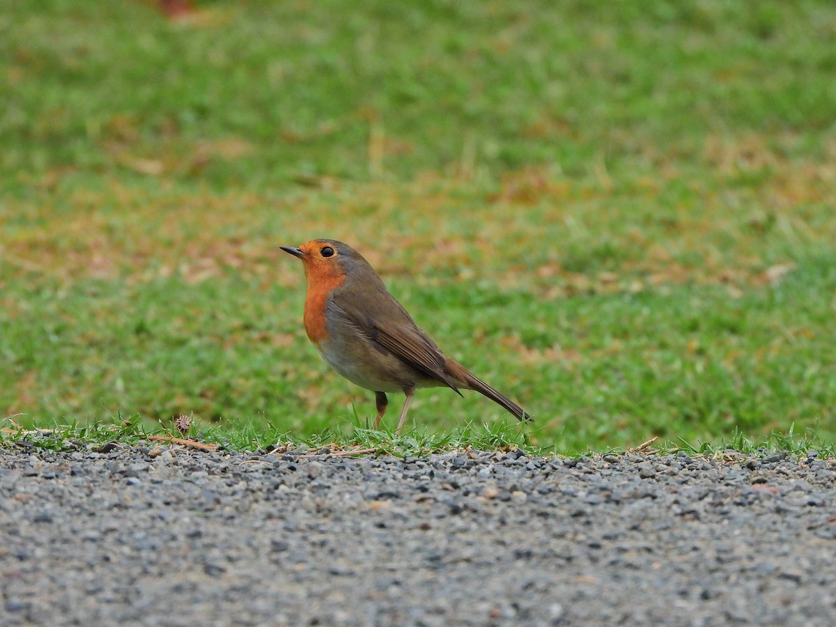 European Robin - ML644357686