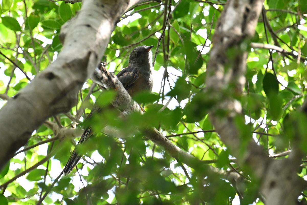 klagegjøk - ML644357700