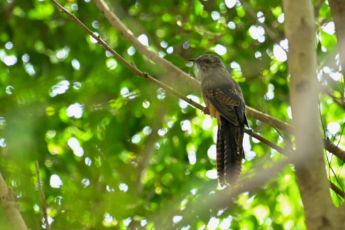 klagegjøk - ML644357701