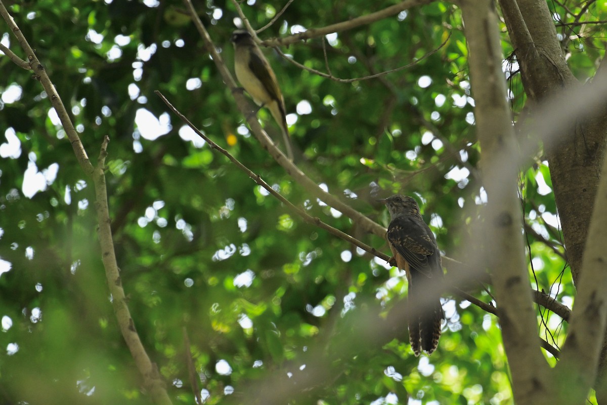 klagegjøk - ML644357702