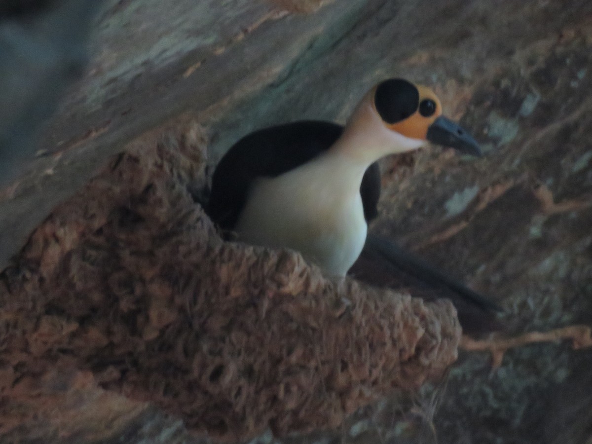 Gelbkopf-Felsenhüpfer - ML644357703