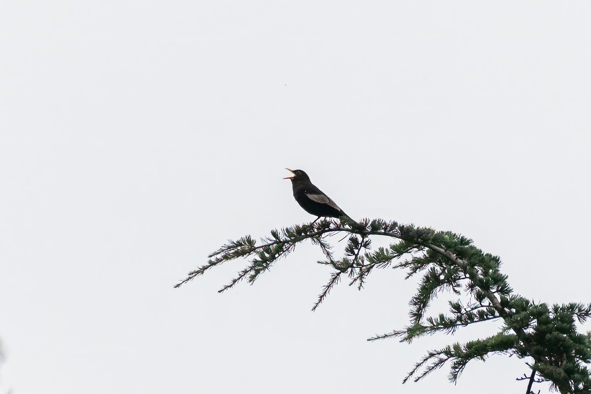 Gray-winged Blackbird - ML644357727