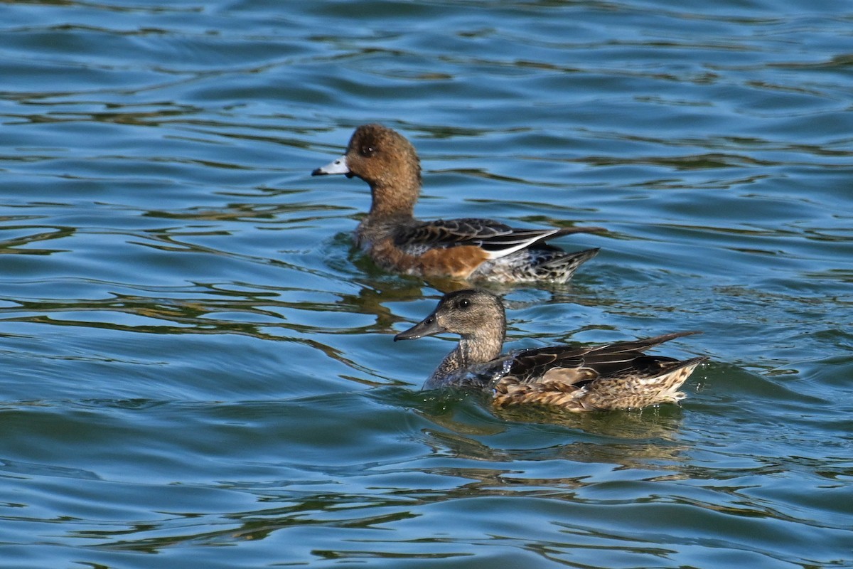 ヨシガモ - ML644357734