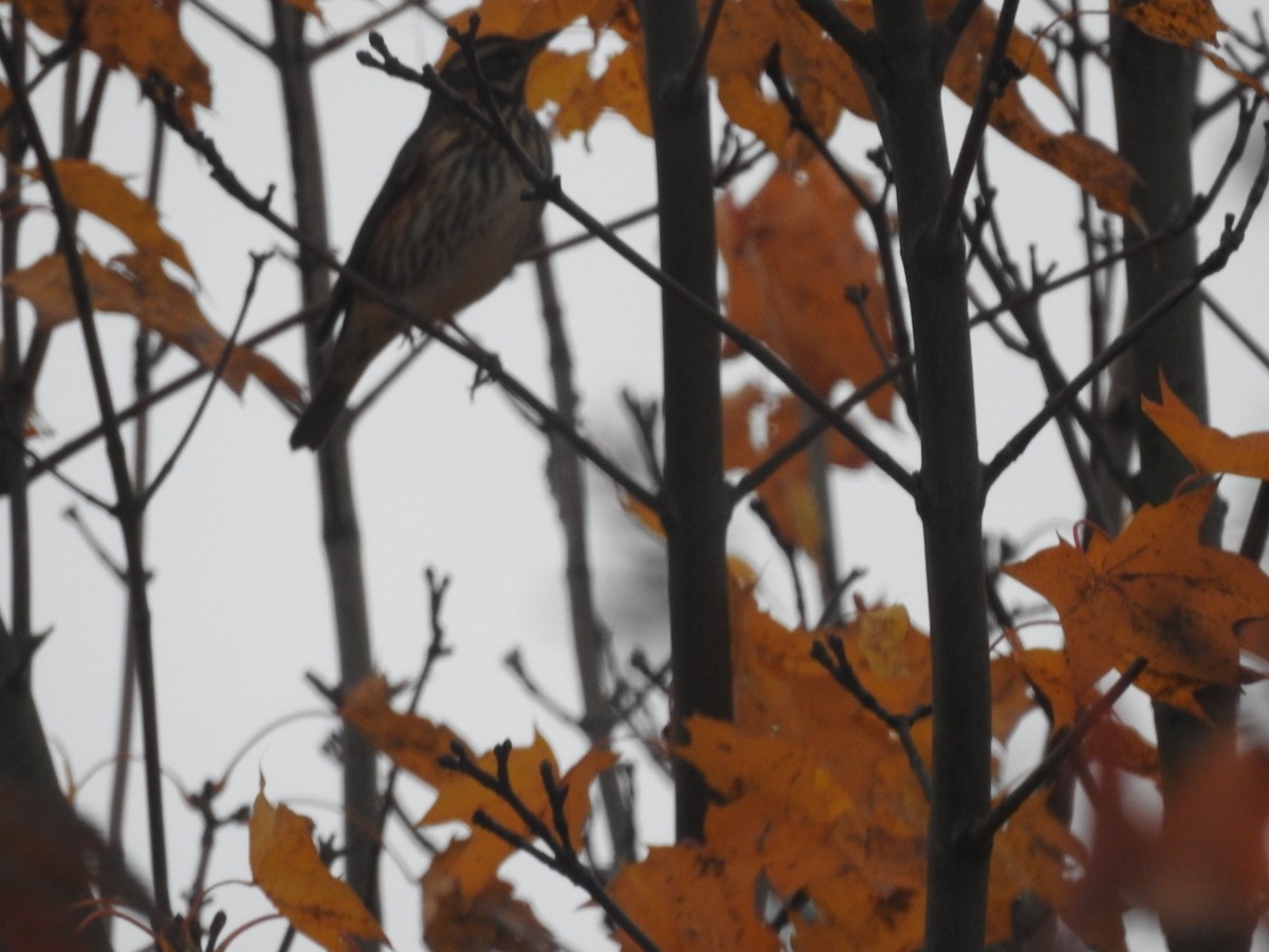 Grive mauvis - ML644357738