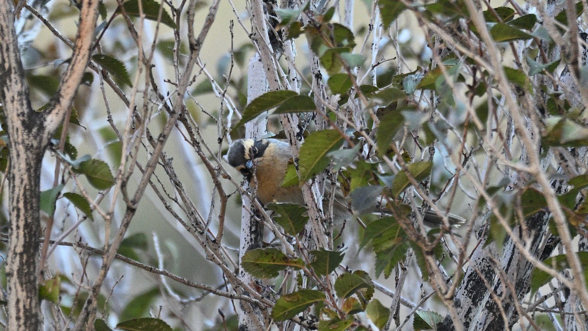 ヤマヒバリ - ML644357739