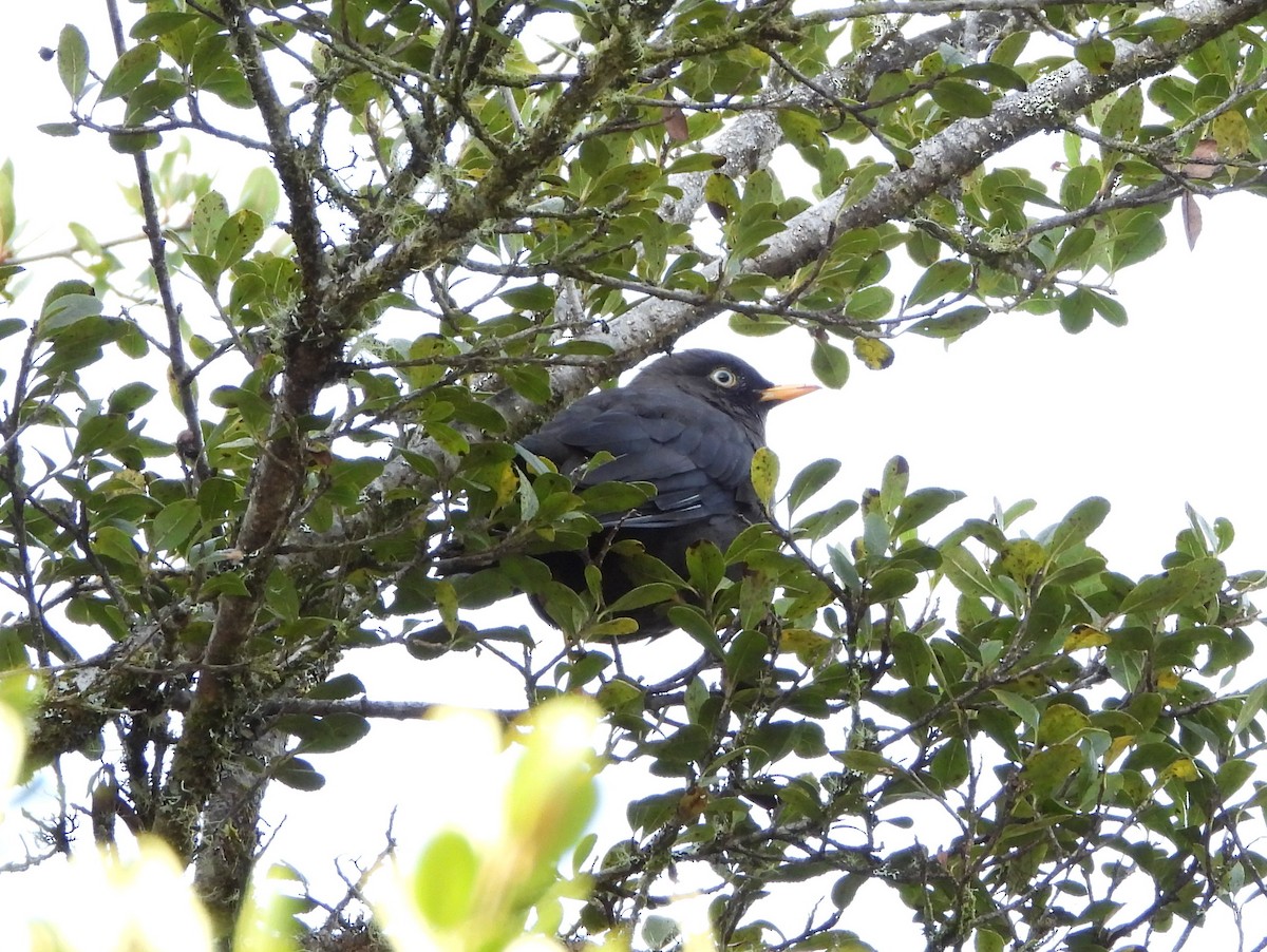 Sooty Thrush - ML644357741