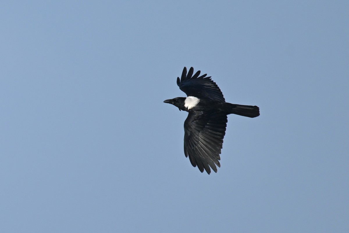 クビワガラス - ML644357743