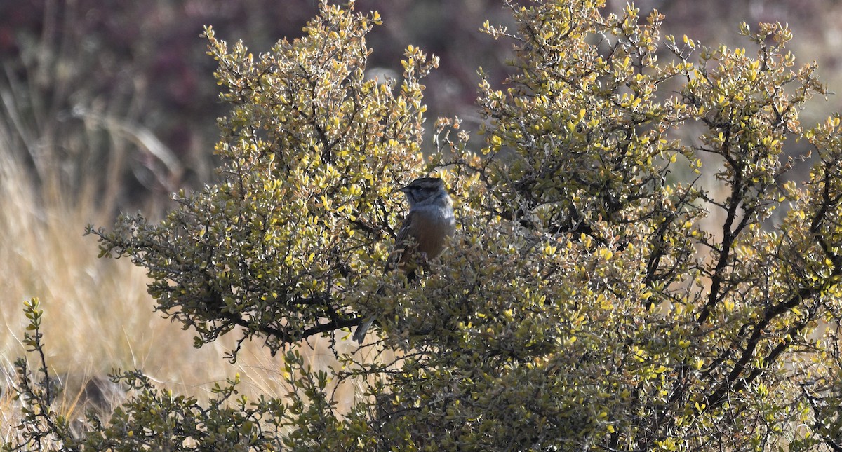 Godlewski's Bunting - ML644357744