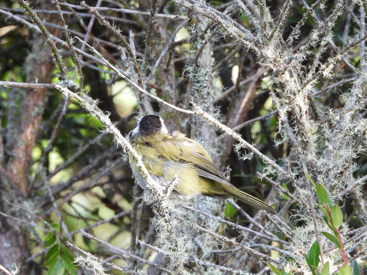 Sooty-capped Chlorospingus - ML644357748
