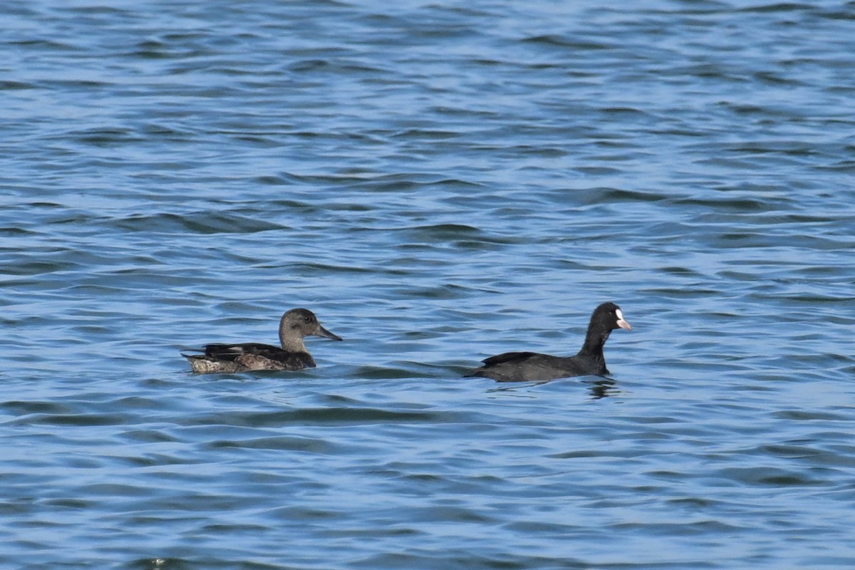 ヨシガモ - ML644357751