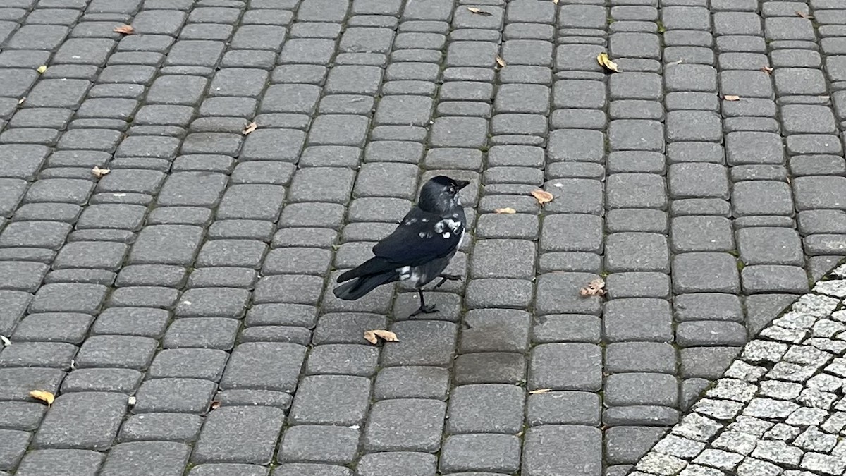 Eurasian Jackdaw - ML644357755