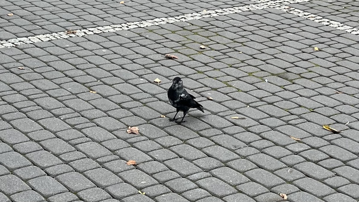 Eurasian Jackdaw - ML644357756