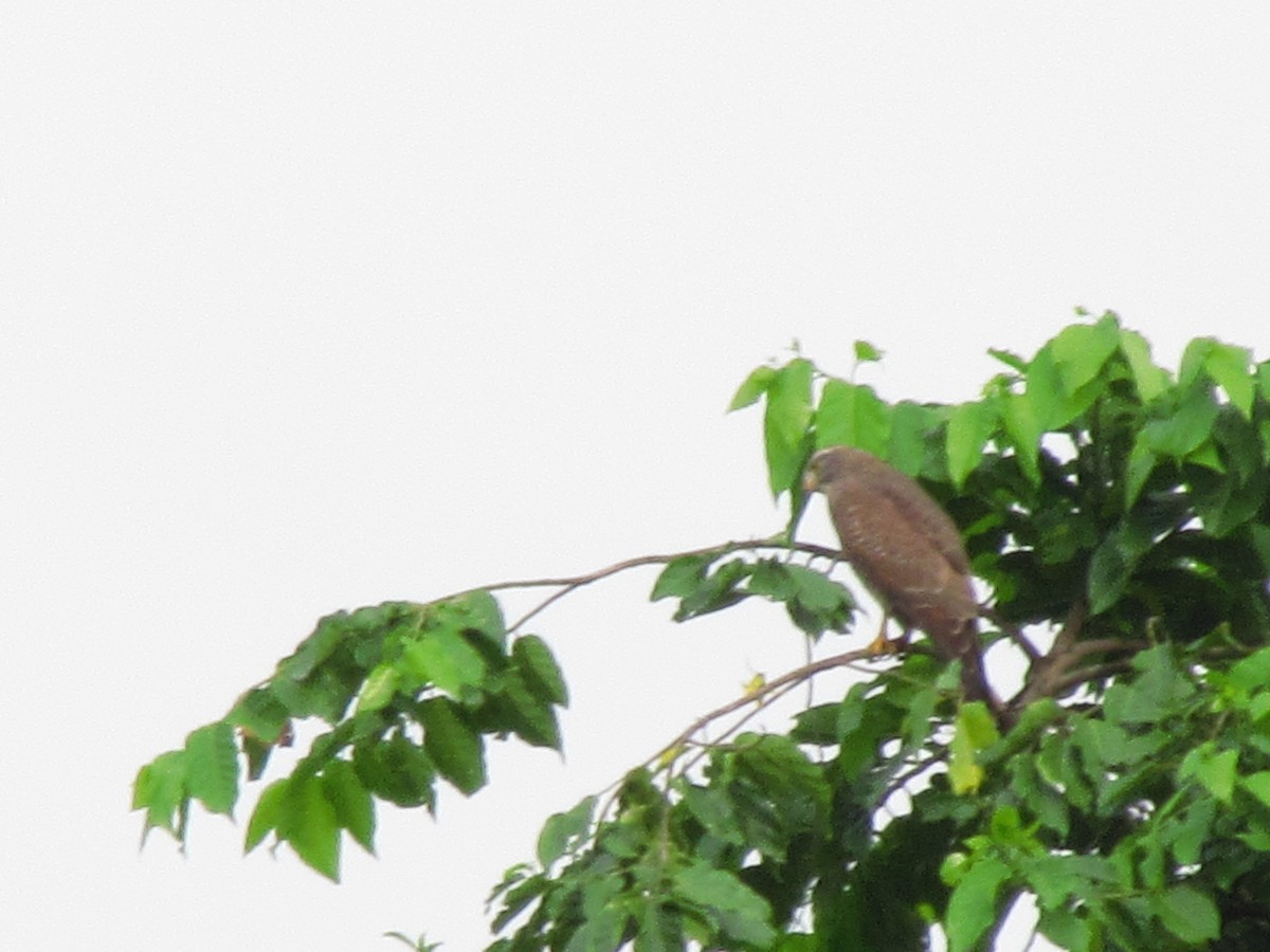 Gray-faced Buzzard - ML644357766