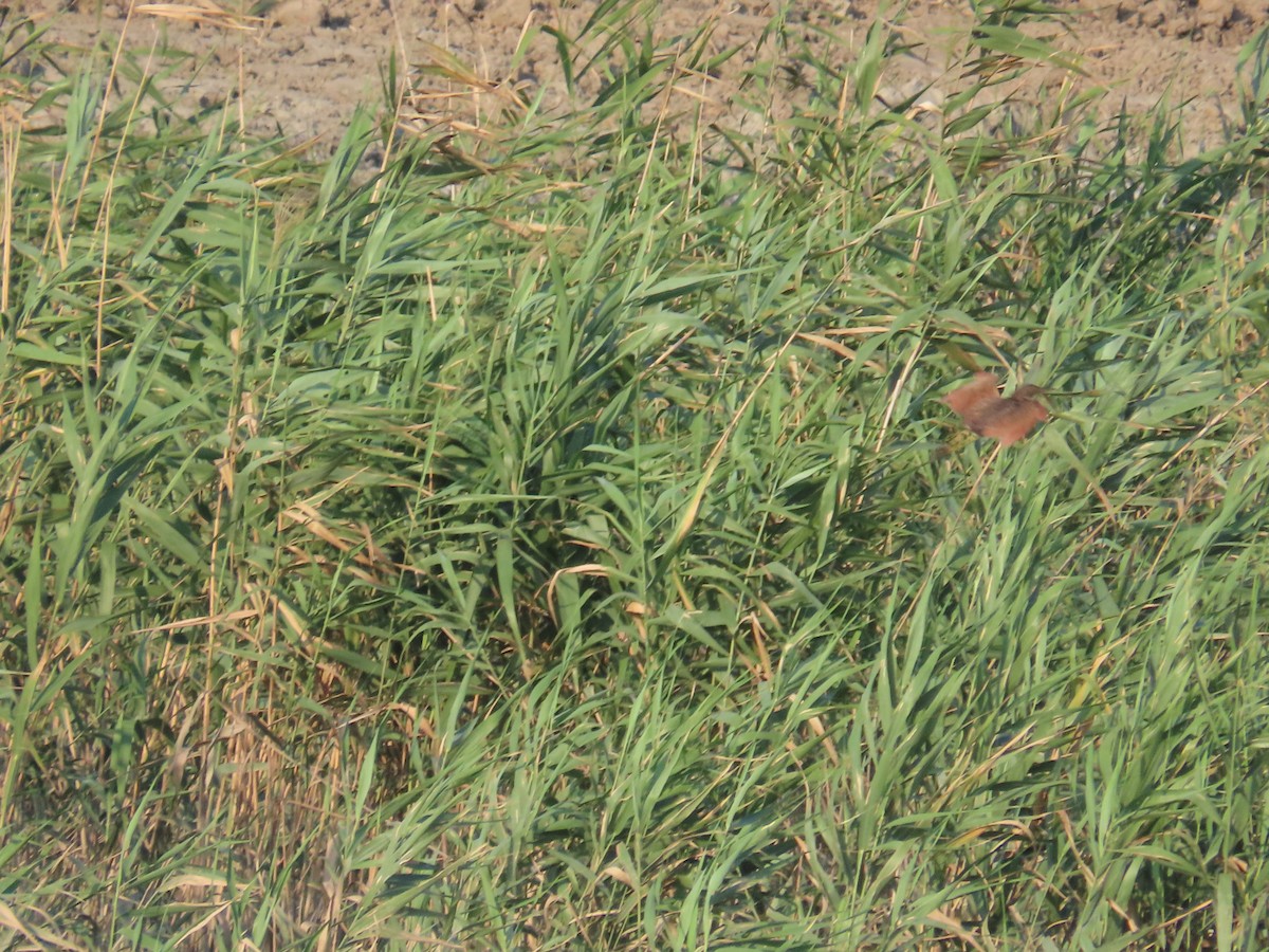Cinnamon Bittern - ML644357767