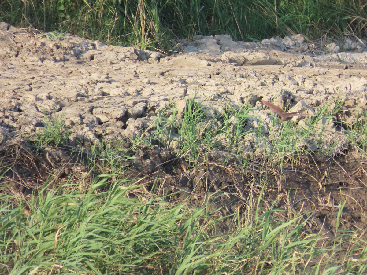 Cinnamon Bittern - ML644357768