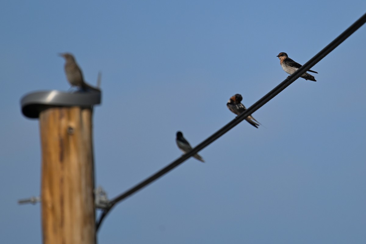 Pacific Swallow - ML644357769